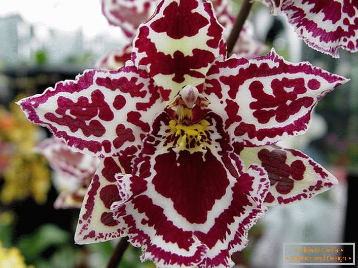 Ozdobna orchidea