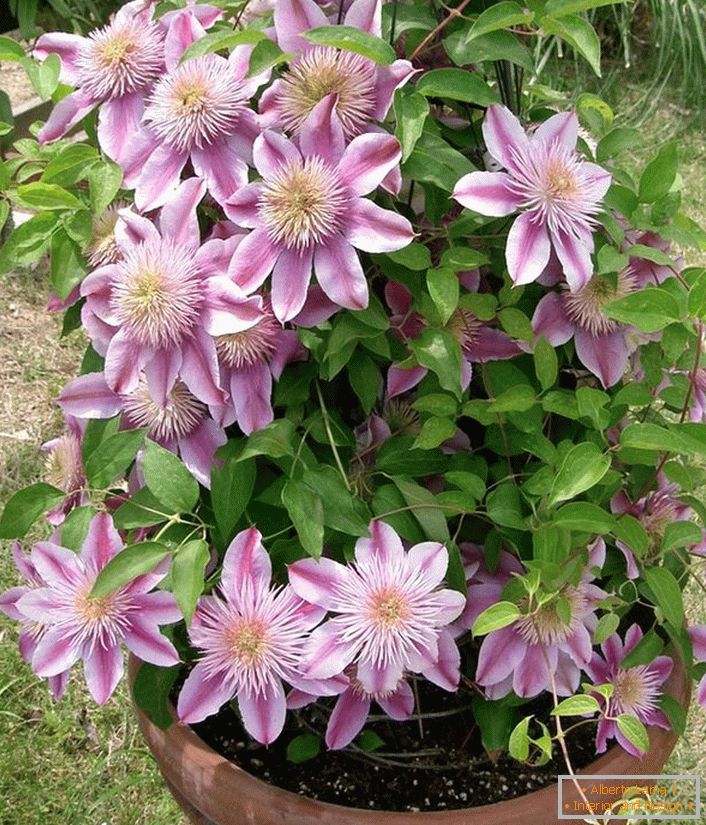 Clematis sortuj Nelly Moser.