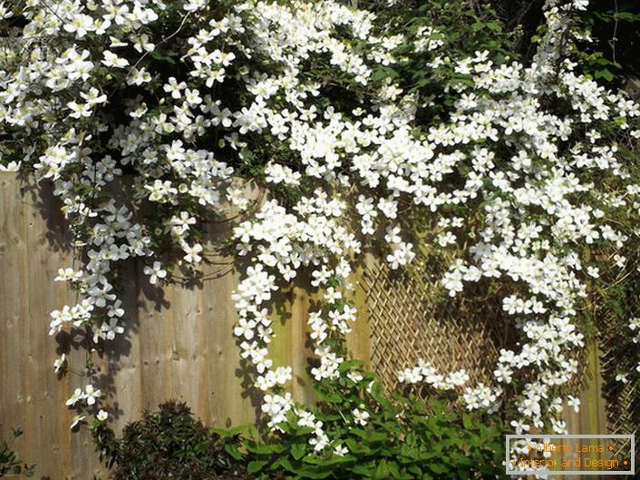 Kwiaty Clematis są białe na płocie ogrodowym.