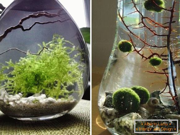 Rośliny domowe - algi
