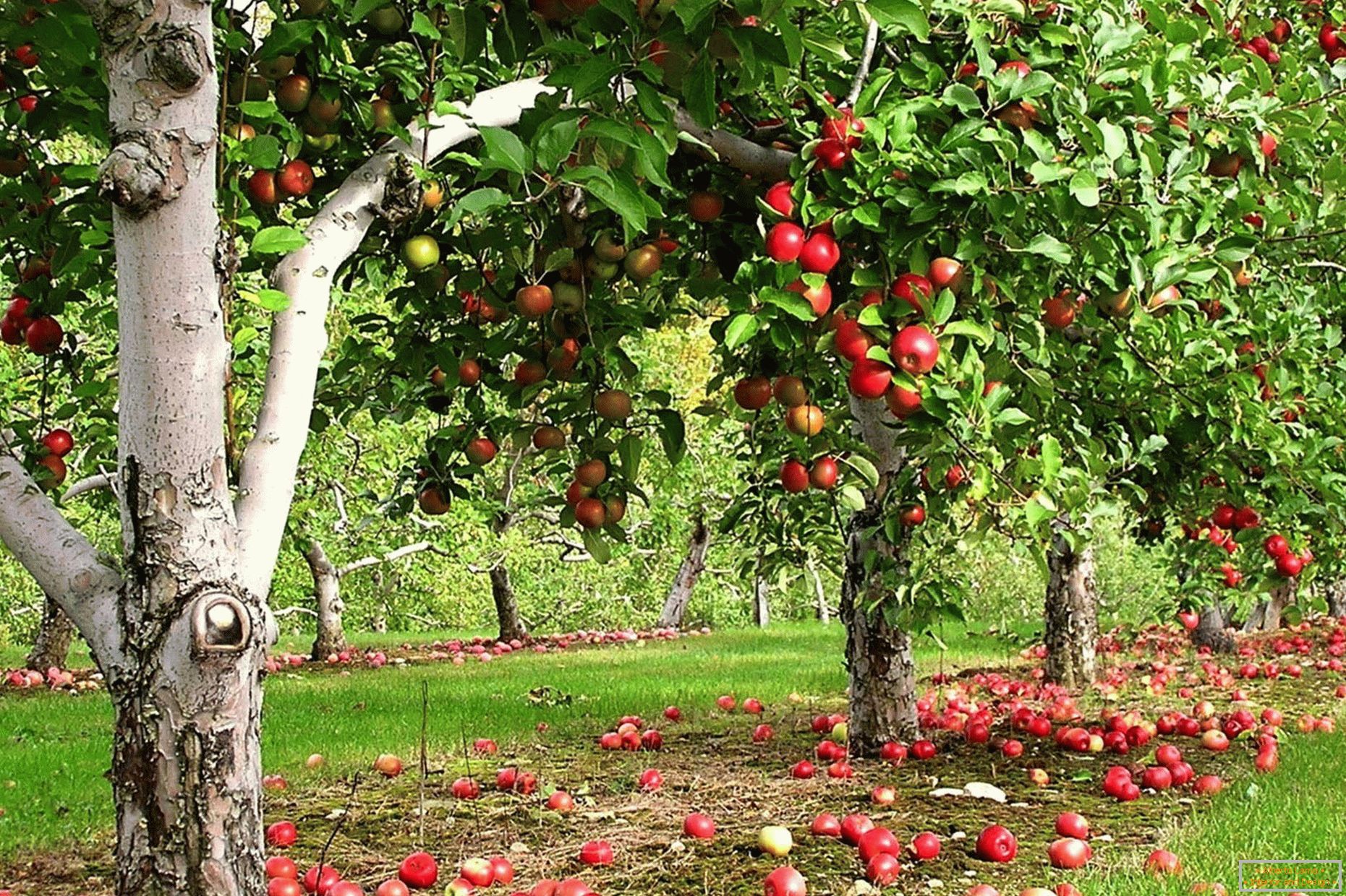 Ogród Apple