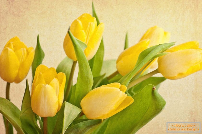 Bukiet żółci tulipany