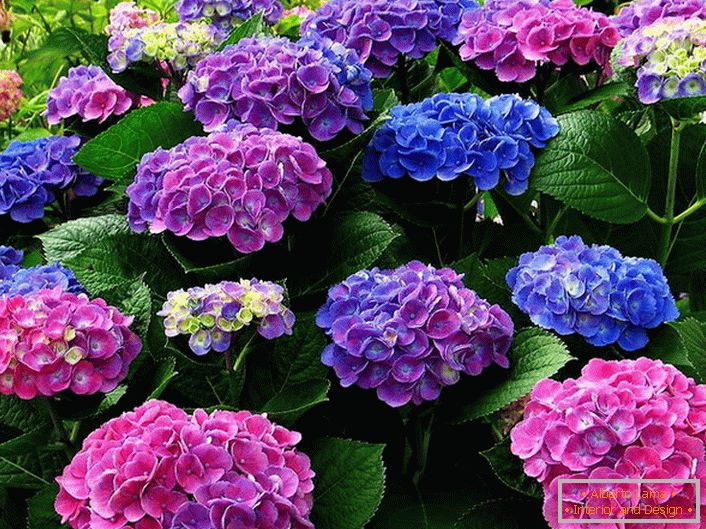 Wielobarwny kwiatostan hortensji. Niebieskie, różowe, fioletowe kwiaty harmonijnie splatają się ze sobą.