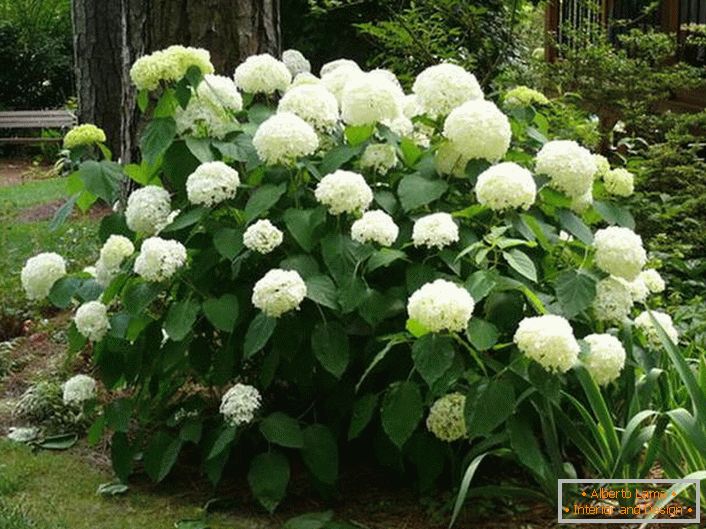 Krzew hortensji z dużym białym kwiatostanem o klasycznej formie jest doskonałą ozdobą progu domu.