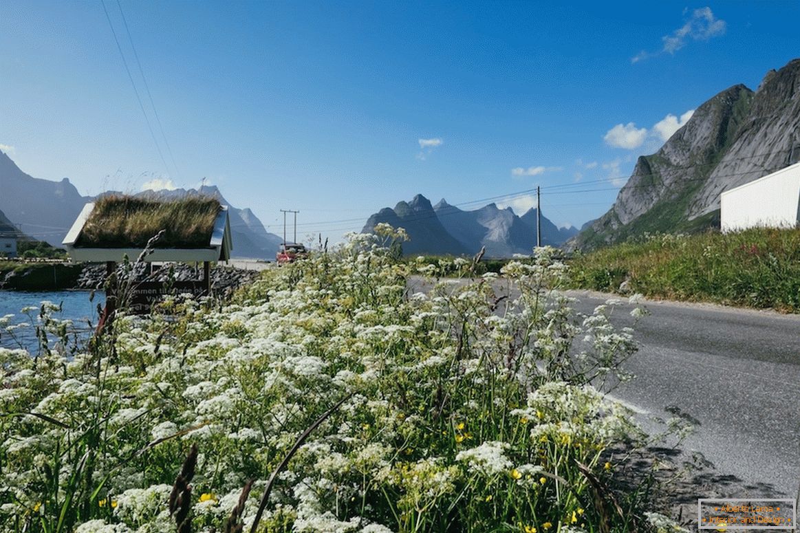 Piękni kwiatów pola w Norwegia