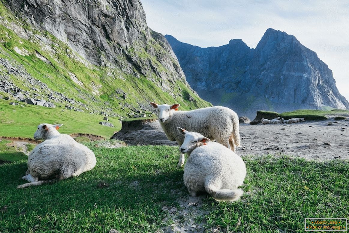 Stado owiec w górach Norwegii