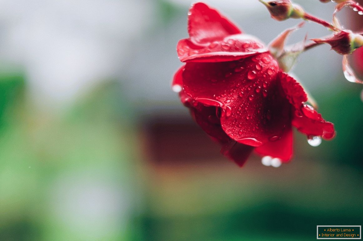 Róża po deszczu