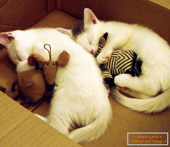 Dwie śpiące kocięta w objęciach z zabawkami