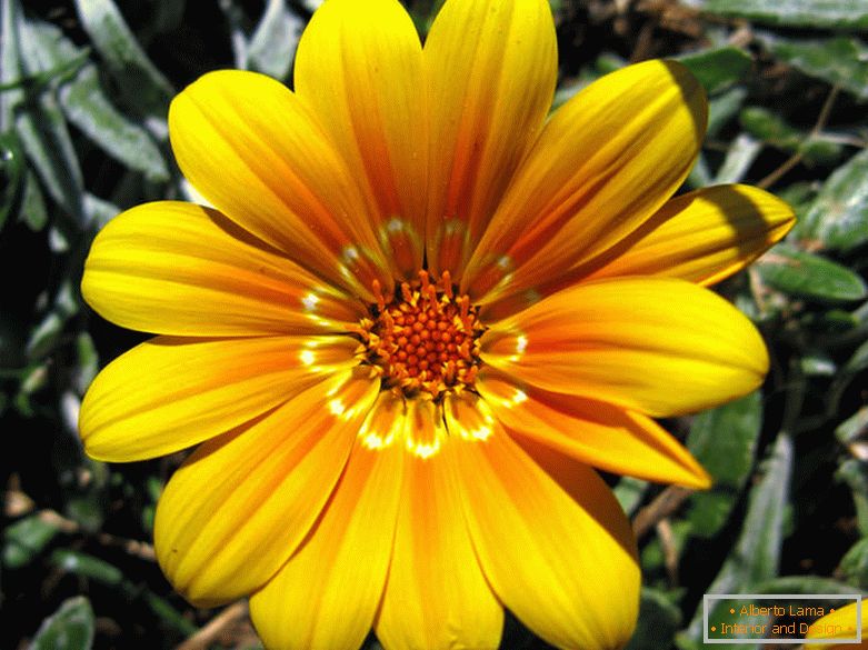 Delikatny żółty kwiat