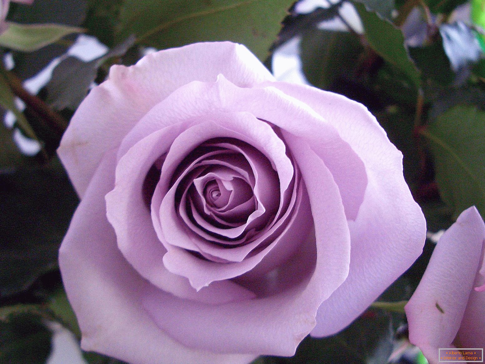 Różowa róża fioletowa
