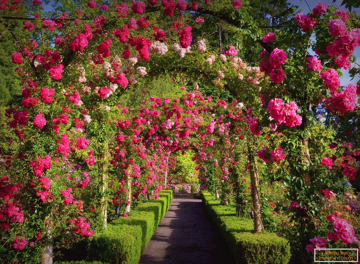 Róże w pionowym ogrodnictwie