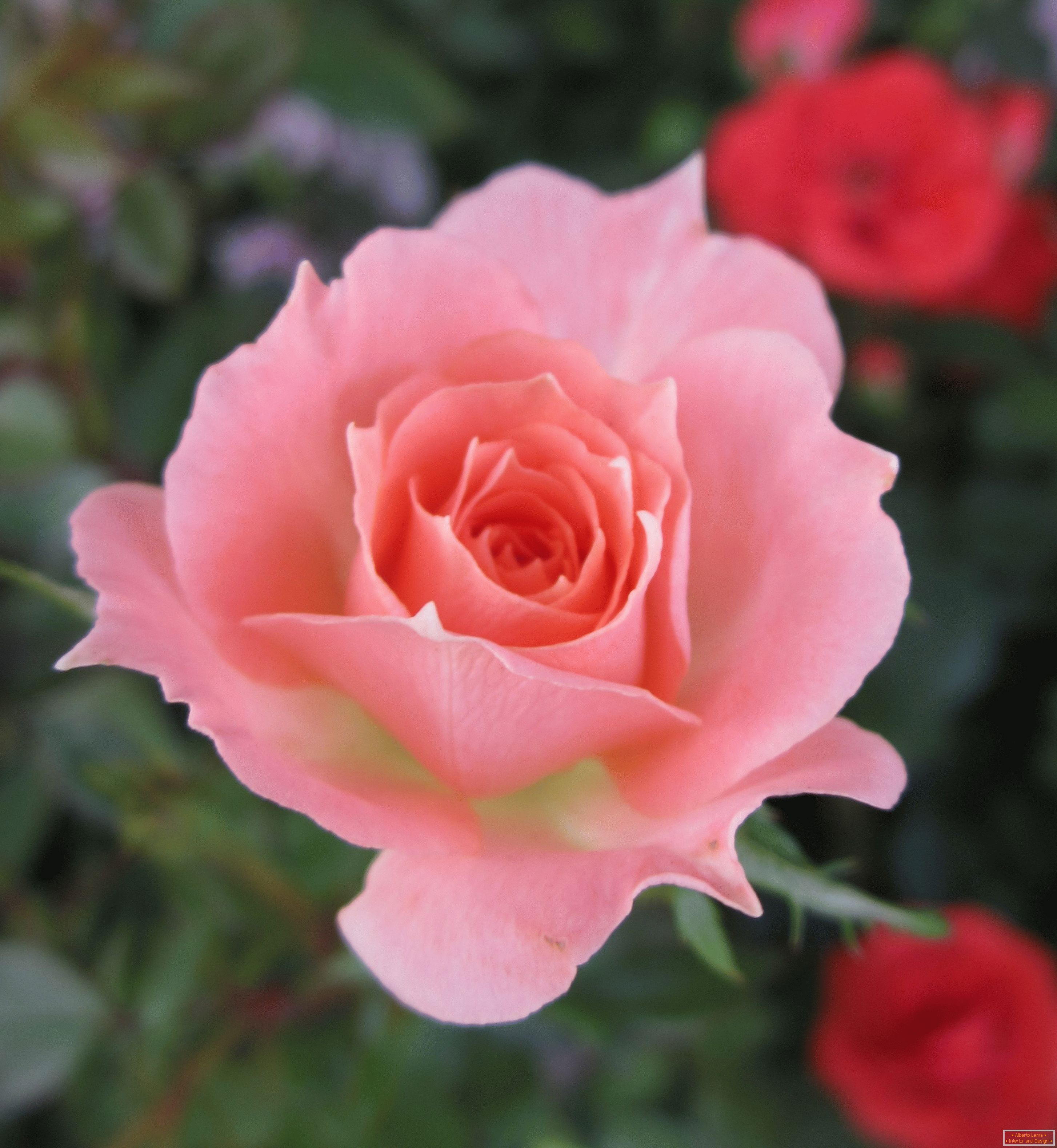 Róża różowy odcień w otoczeniu czerwonych kwiatów