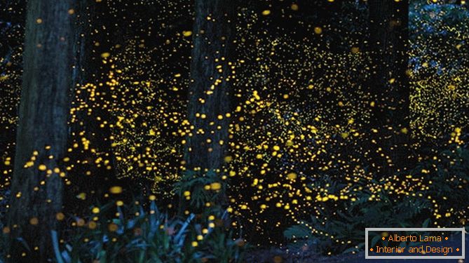 Wspaniałe złote świetliki od japońskiego fotografika Yuki Karo