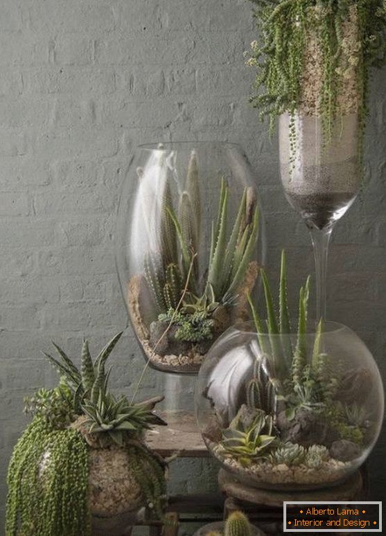 Rośliny w dużych szklanych wazonach