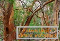 Unikalny las mirtu w Argentynie
