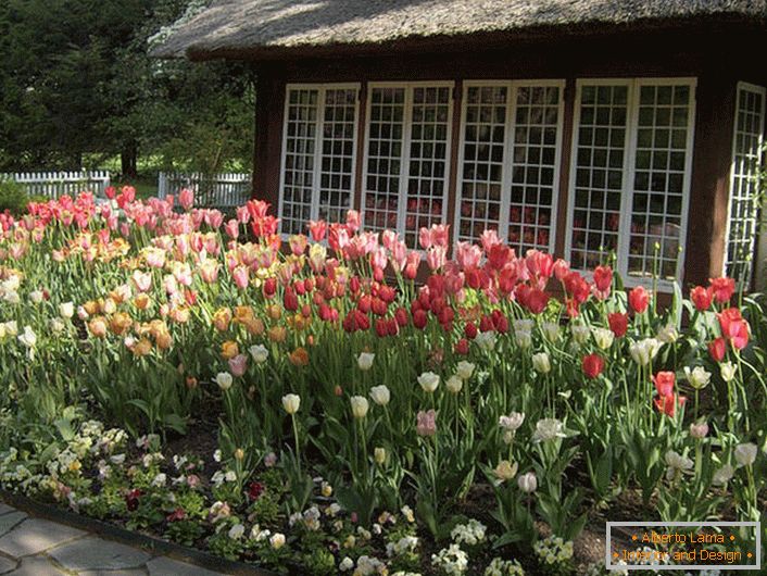 Tulipany na dziedzińcu domu
