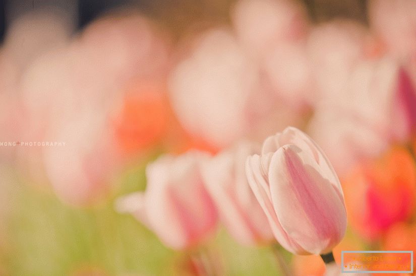 Delikatne zdjęcie tulipanów