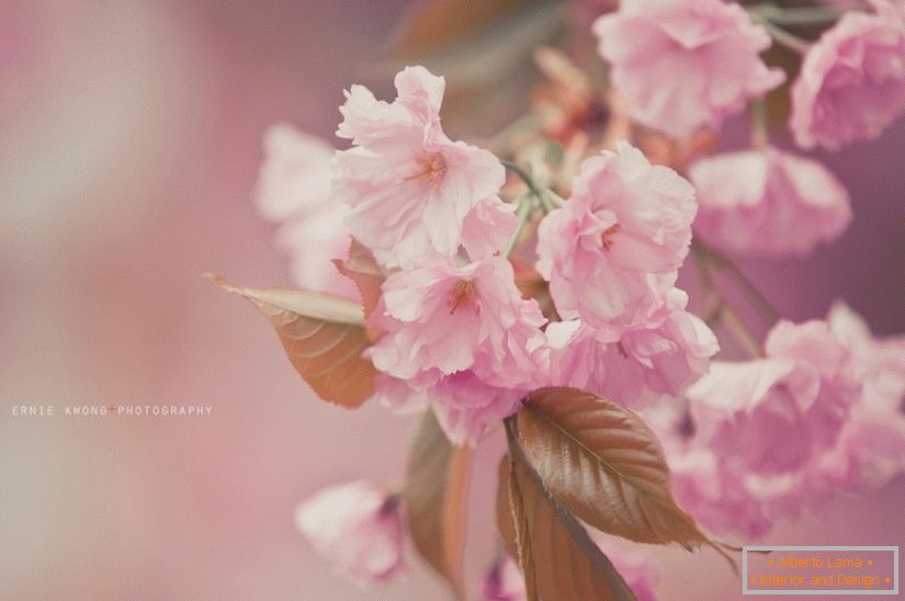 Zdjęcia kwiatów Ernie Kwong