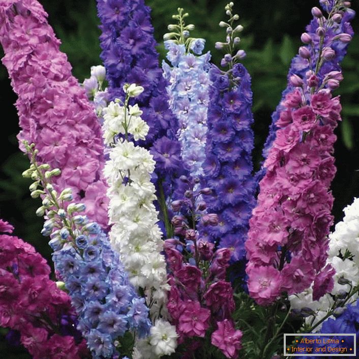 Bukiet kolorowych kwiatostanów Delphinium