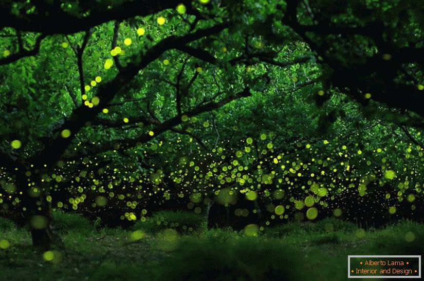 Magiczne zdjęcia świetlików w Nagoi w Japonii