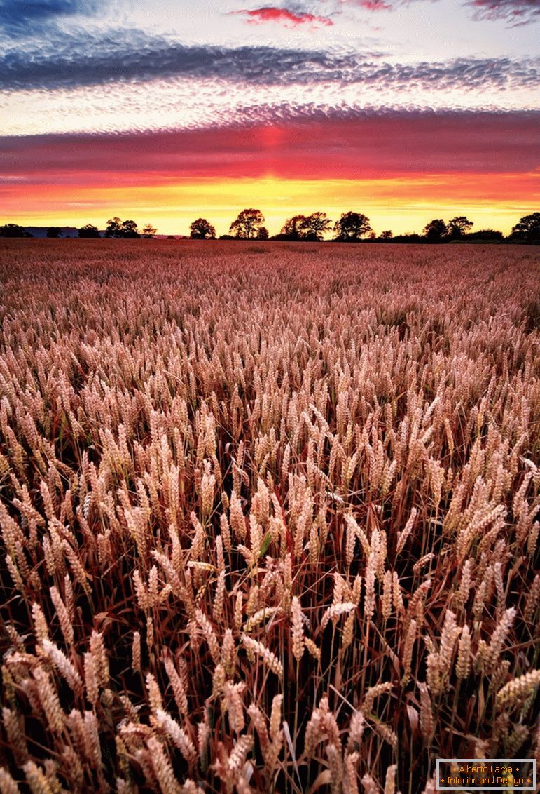 Zachód słońca na polu pszenicy, fotograf Joe Daniel Price