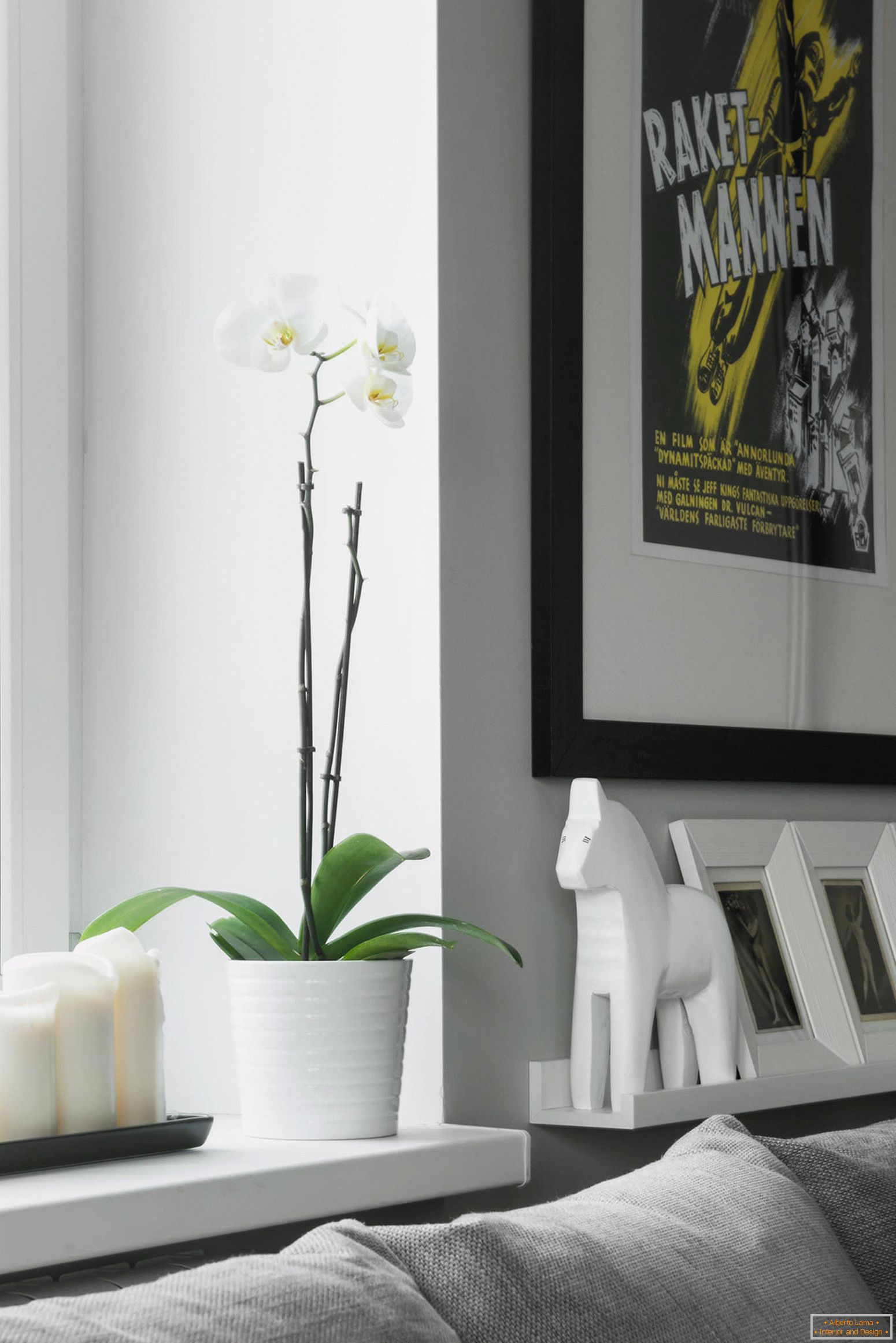 Orchidea w salonie apartamentu typu studio